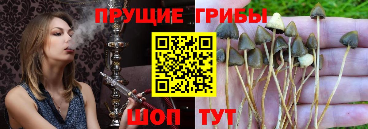 Галлюциногенные грибы MAGIC MUSHROOMS  сколько стоит  Раменское  Вход с VPN 